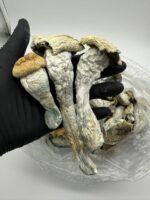 Buy Penis Envy Mushrooms Online