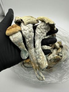 Buy Penis Envy Mushrooms Online